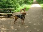 2 jähriger Jagdhund Rüde sucht ein Zuhause