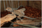 Halsbandleguane collaris NZ zu verkaufen