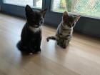 Katzenbabys