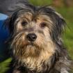 SUREK - Mischling - 2 Jahre - Tierhilfe-Franken e. V.