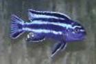 Barsche zu verkaufen 3 Melanochromis Johannii