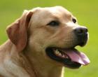 Labradorwelpen m. Pap.
