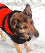 Neues Zuhause gesucht