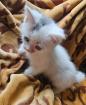 Baby Katze bkh/maincoon mix