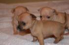 Chihuahua welpen 8 wochen 1 rüde - 1 weibchen