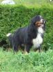 Hunderennen für Jedermann am 10. 04. 2022 bei Kassel