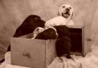 Labrador Retriever Welpen