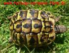 Testudo hermanni hermanni Italienische Landschildkröten Nachzucht 2022