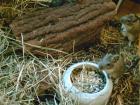 Degus blau