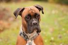 PAULITTA - freundliche Boxerhündin - 4 Jahre - Tierhilfe-Franken e. V.