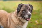 MELARIE - Berhardiner-Leonberger-Mix - 1 Jahr - Tierhilfe-Franken e. V.