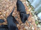 Welpe zu verkaufen Cane Corso und Malinois Hund