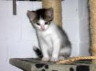 Katzenbabys Leo und Luis schüchtern chancenlos