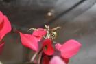 Creobroter elongatus Spodromantis viridis