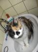 Suche Deckkater im Raum Berlin