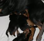 ADRK - Rottweilerwelpen aus Leistungszucht
