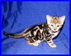 Bengalkitten aus Top Verpaarungen