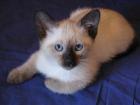 Süße Thaikatzen Baby gesucht