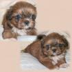 -shih tzu-