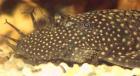 Braune Antennenwelse Ancistrus 3-4 cm