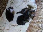 Maine Coon sucht Dosenöffner
