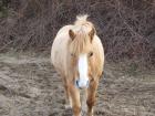 Biete RB in Finthen