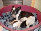 FRANZÖSISCHE BULLDOGGEN WELPEN FRANZÖSISCHE BULLDOGGEN WELPEN