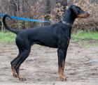 Mylo sucht ein neues zu Hause DRINGEND
