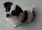 PEKINESE-JACK RUSSEL Welpe 10 Wochen alt