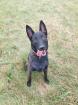 Malinois-Herder Hündin