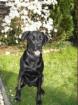 Labrador-Mix sucht neues liebevolles Zuhause