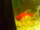 Biete 1 Paar Sarasa Goldfische