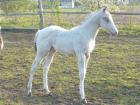 Bildhübsches stark bemuskeltes Appaloosa Fohlen