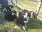 Mini Australian Shepherd Welpen