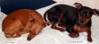 Zwergpinscher Babys reinrassig zu verkaufen