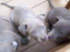 Suche PitBull welpen Blue Line man