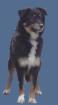 Natural Spirit Mini Aussie / Wurfplanung f. Mitte Januar 2022