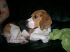Wunderschöner reinrassiger 1 jähriger Beagle Rüde