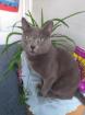 Reinrassiger Russisch Blau Deckkater ausgezeichneten Stammbaum.