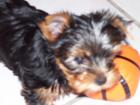 Yorkshire Terrier 1Rüde 3 Hündinnen