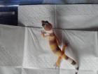 Biete Leopardgeckos NZ 2022
