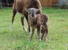 2 Soay-Bocklämmer und 1 weibl. Lamm abzugeben auch einzeln
