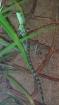 Basiliscus Plumifrons Stirnlappenbasilisk jung Männlich 8 Monate alt
