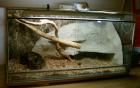 0. 1 Boa Constrictor 1 60 m 2 Jährig mit Vollglas-Terrarium