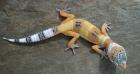 3 Leopardgeckos Hypo/Superhypo Terrarium