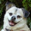 FITZ - Mops-Mix - 10 Jahre - Tierhilfe-Franken e. V.