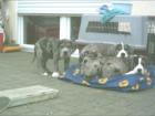 Aaron Abuh Brutus Gini und Stella - Doggenwelpen