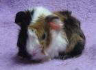 Meerschweinchen Rosetten Peruaner Shelties
