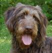 ILSE - Labradoodle - 1 Jahr - Tierhilfe-Franken e. V.