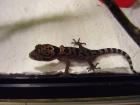 R A R I T Ä T Cyrtodactylus papilionoides